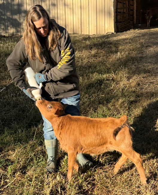 miniature jersey cross heifer bottle calves, several are A2/A2